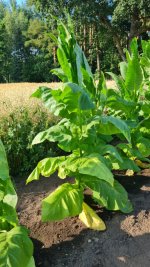 Tobacco 2025-07-24 2.jpg