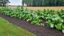 Tobacco 2025-07-24 4.jpg
