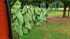 Tobacco 2025-07-24 5.jpg