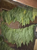20250726_051046.jpg