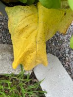 IMG_6432.jpeg