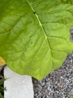 IMG_6433.jpeg
