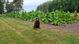 Tobacco 2025-07-27 Bruno.jpg