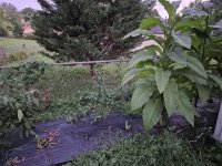 20250727_205004.jpg 20250727_205004.jpg