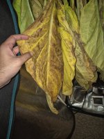 20250730_054516.jpg