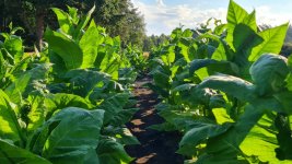 Tobacco 2025-07-31.jpg