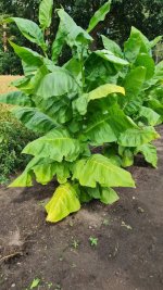 Tobacco 2025-08-03.jpg