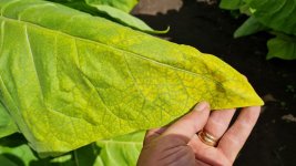 Tobacco 2025-08-03 2.jpg