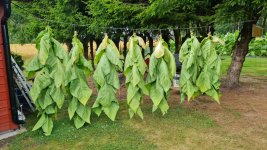 Tobacco 2025-08-03 6.jpg