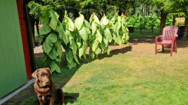Tobacco 2025-08-03 6.jpg