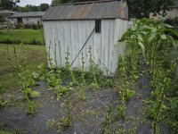 20250803_114956.jpg 20250803_114956.jpg