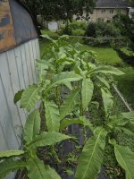 20250803_115007.jpg 20250803_115007.jpg