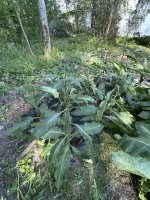 IMG_5037.jpeg