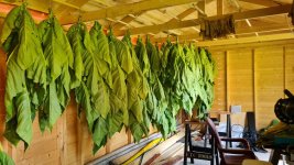 Tobacco 2025-08-04 1.jpg