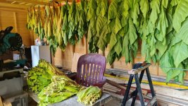 Tobacco 2025-08-04 2.jpg