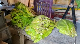 Tobacco 2025-08-04 3.jpg