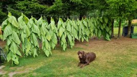 Tobacco 2025-08-04 4.jpg