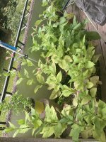 IMG_5811.jpeg