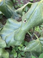 IMG_5828.jpeg