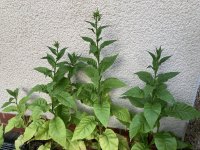 IMG_5839.jpeg