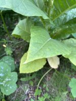 IMG_5055.jpeg