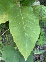 IMG_5056.jpeg