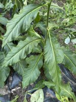 IMG_5060.jpeg