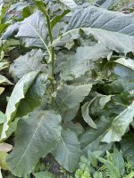 IMG_5062.jpeg