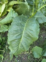 IMG_5066.jpeg