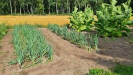 Onions 2025-08-09.jpg Onions 2025-08-09.jpg