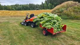 Tobacco 2025-08-12 02.jpg