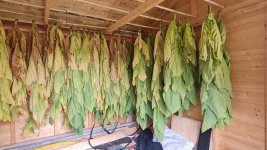 Tobacco 2025-08-19 7.jpg