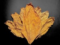 Flue Curing Virginia Gold Top performers Batch 1.jpg