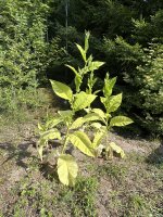 IMG_5111.jpeg