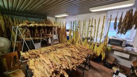 Tobacco 2025-09-03 1.jpg