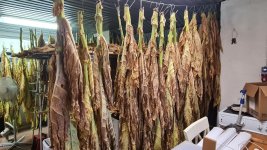 Tobacco 2025-09-03 3.jpg