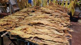 Tobacco 2025-09-03 4.jpg