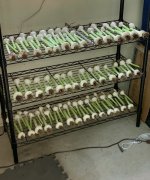 Curing.jpg