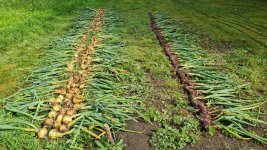 Onion 2025-09-08 1.jpg Onion 2025-09-08 1.jpg