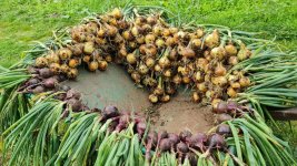 Onion 2025-09-08 2.jpg Onion 2025-09-08 2.jpg