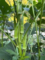 IMG_0363.jpeg IMG_0363.jpeg