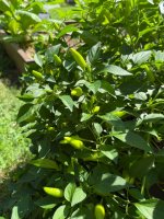 IMG_0360.jpeg IMG_0360.jpeg