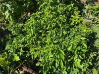 IMG_0369.jpeg IMG_0369.jpeg