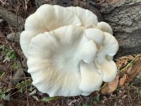 IMG_0356.jpeg IMG_0356.jpeg