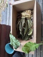 IMG_5169.jpeg