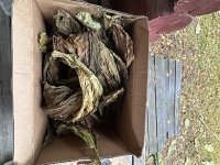 IMG_5170.jpeg