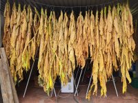 Tobacco 2025-09-20.jpg