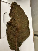 IMG_5181.jpeg