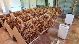 Tobacco 2025-10-12.jpg
