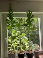 IMG_6917.jpeg